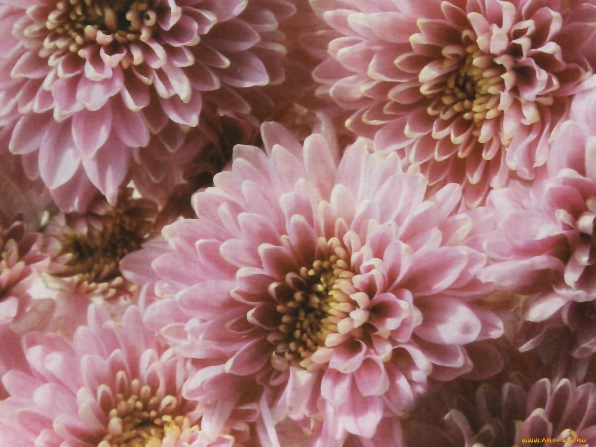 цветы, хризантемы