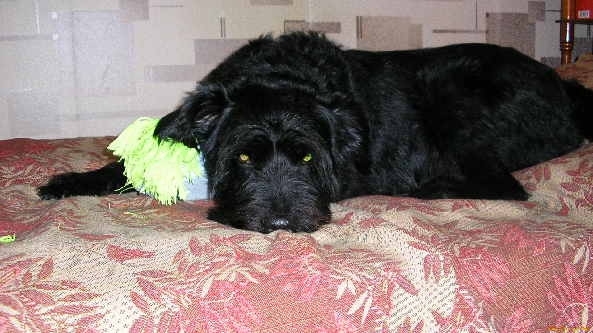 животные, собаки