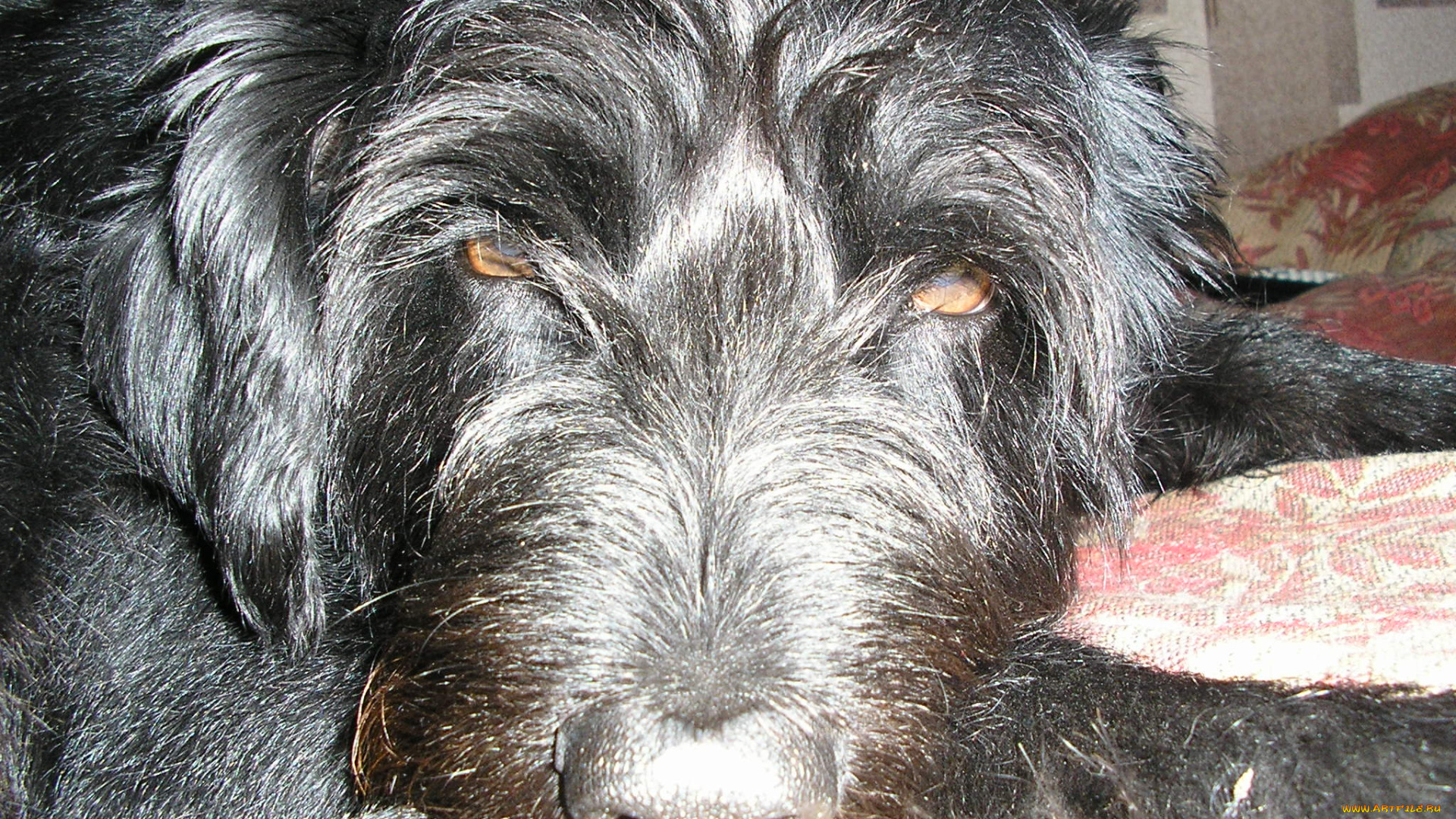 животные, собаки