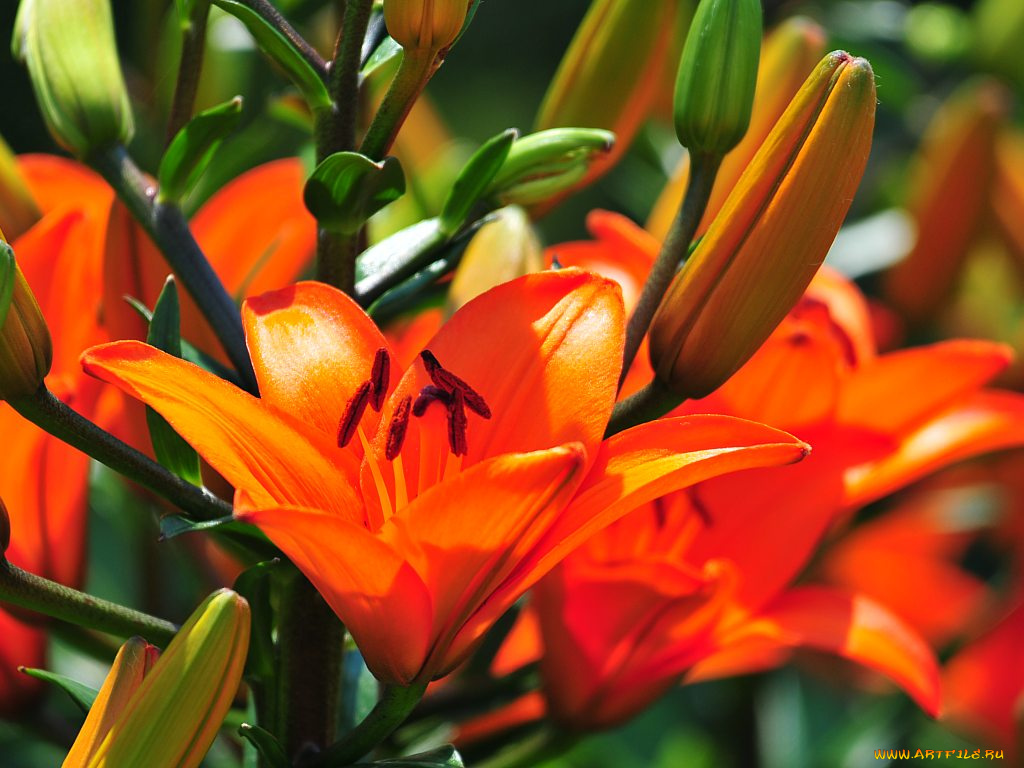 цветы, лилии, лилейники