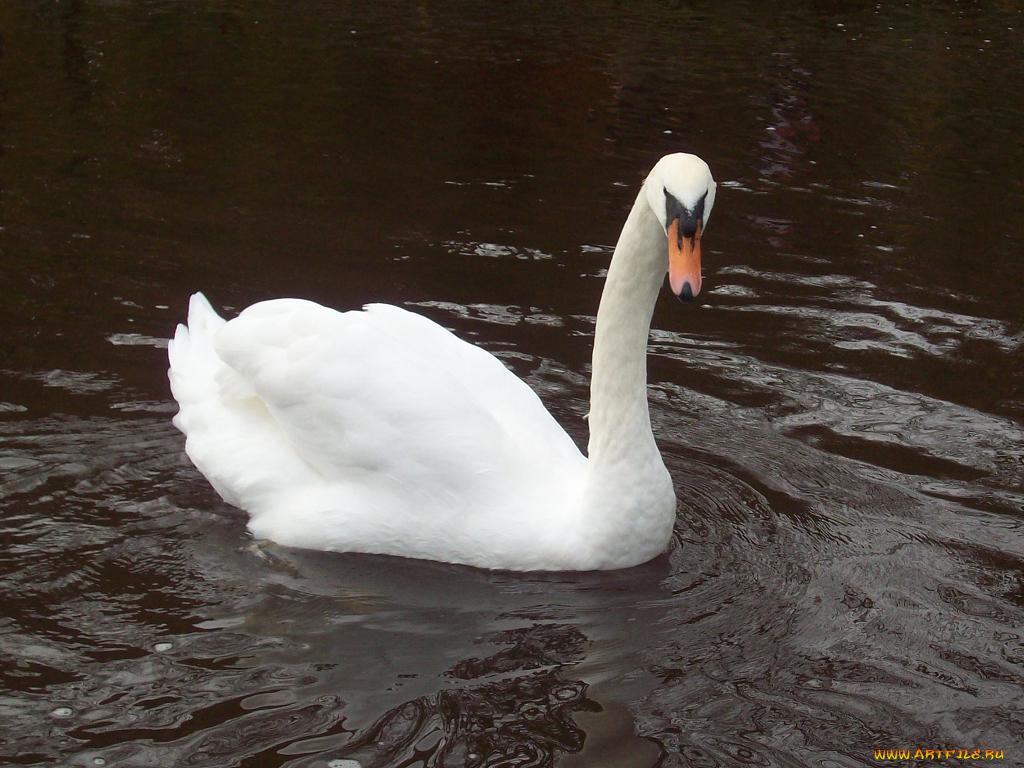 животные, лебеди