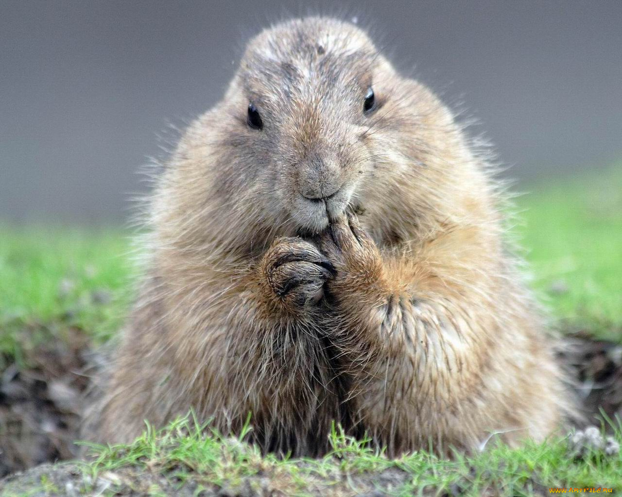 животные, суслики, сурки