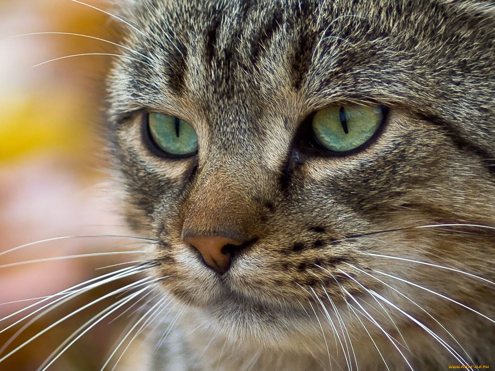 животные, коты