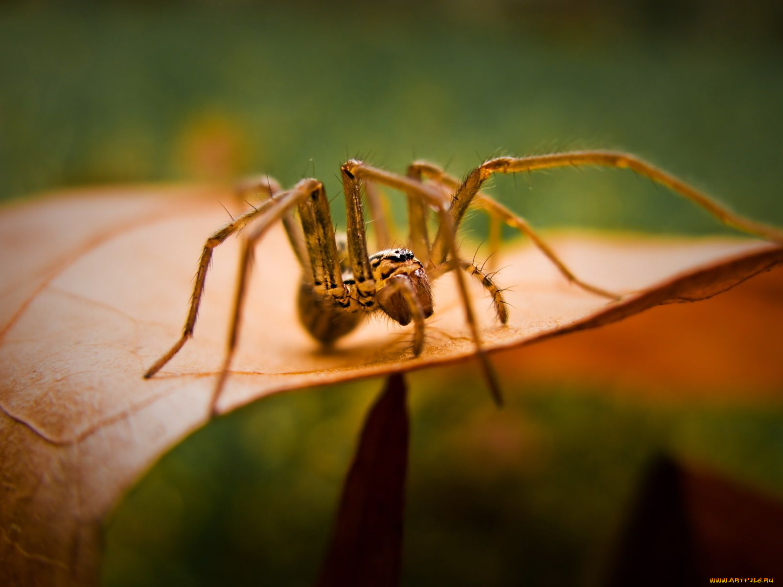 животные, пауки