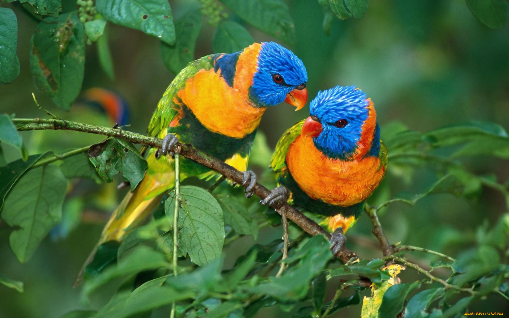животные, попугаи