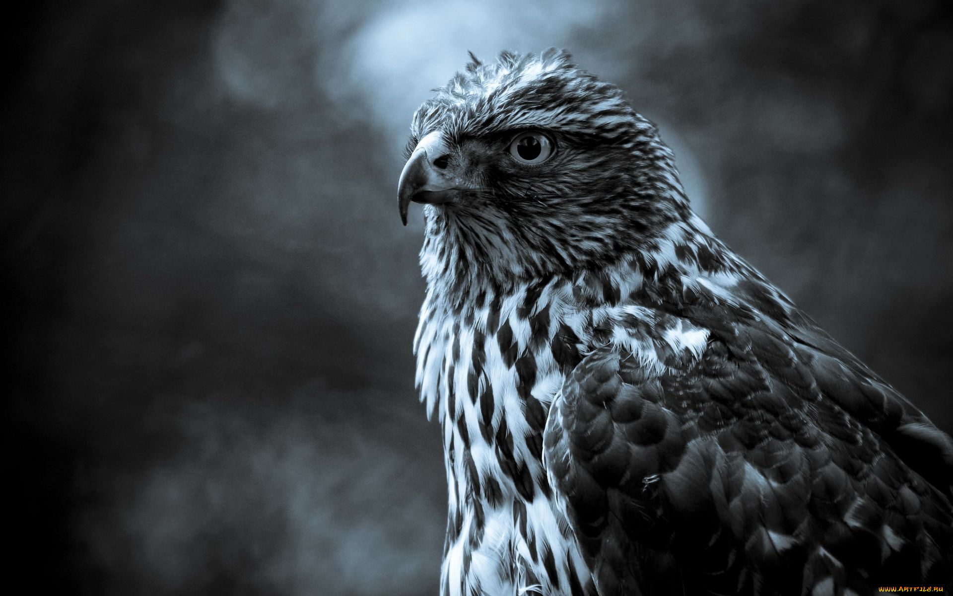 животные, птицы, хищники