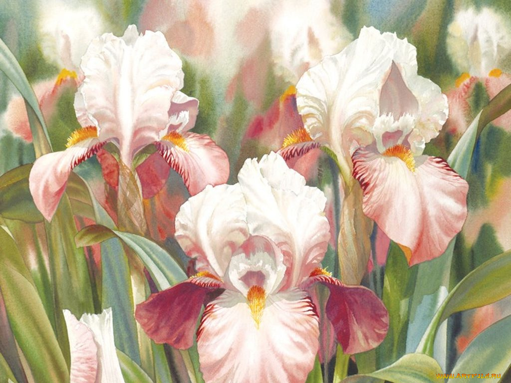 darryl, trott, рисованные