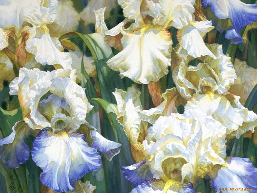 darryl, trott, рисованные