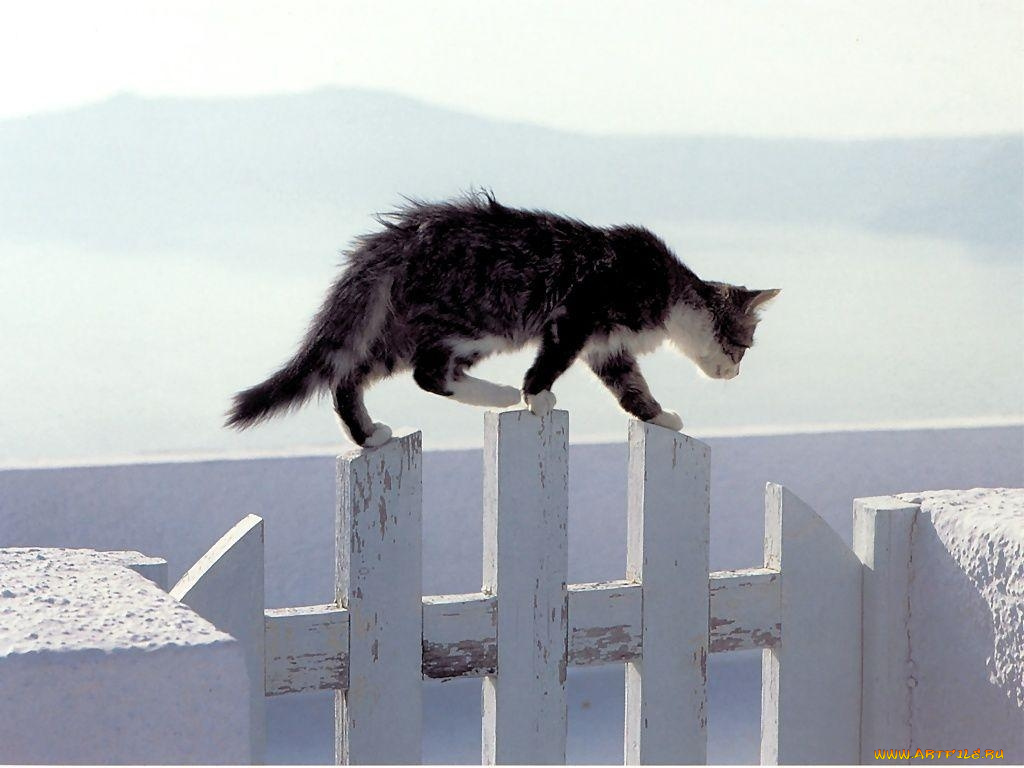 животные, коты