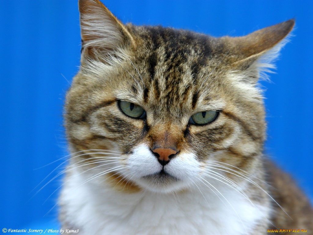 животные, коты