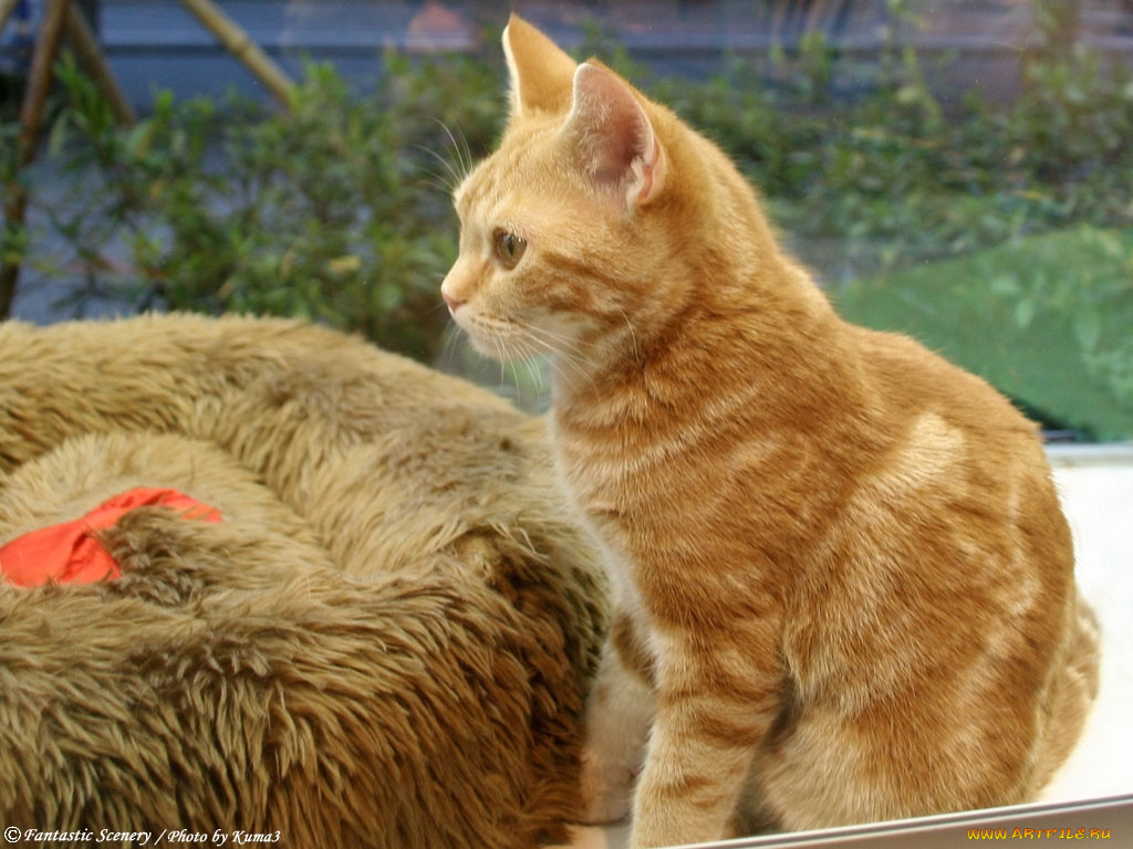 животные, коты