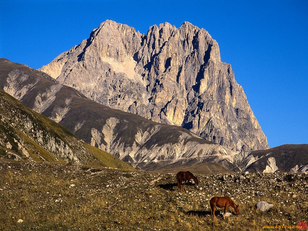 животные, лошади