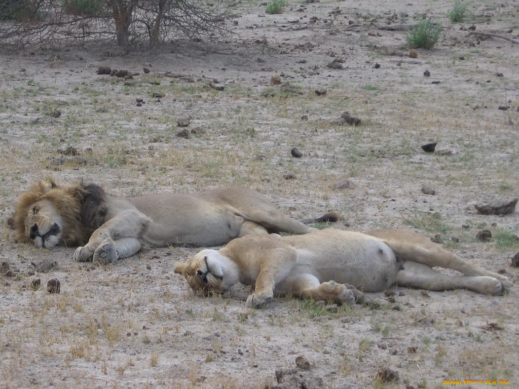 животные, львы