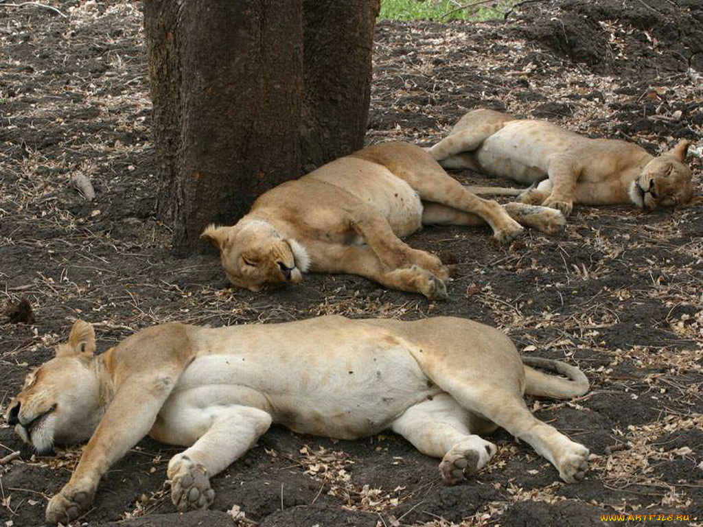 животные, львы