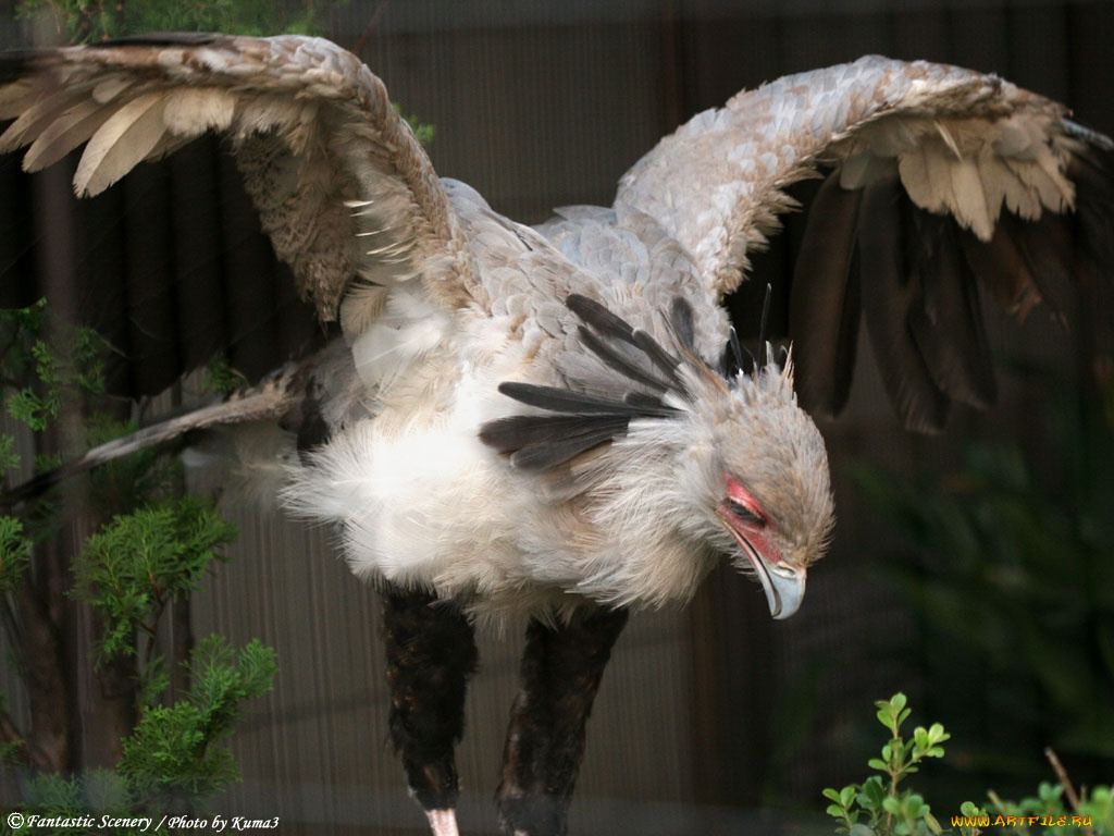 животные, птицы, хищники