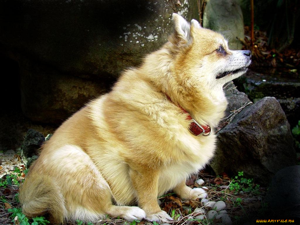 животные, собаки