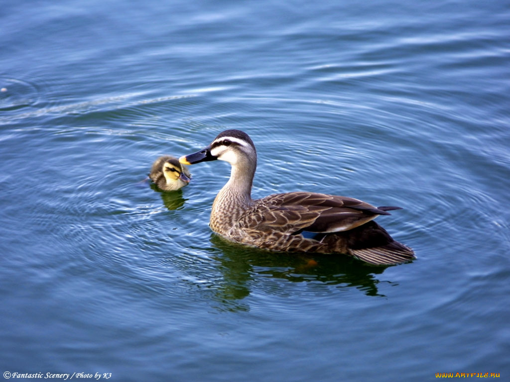 животные, утки