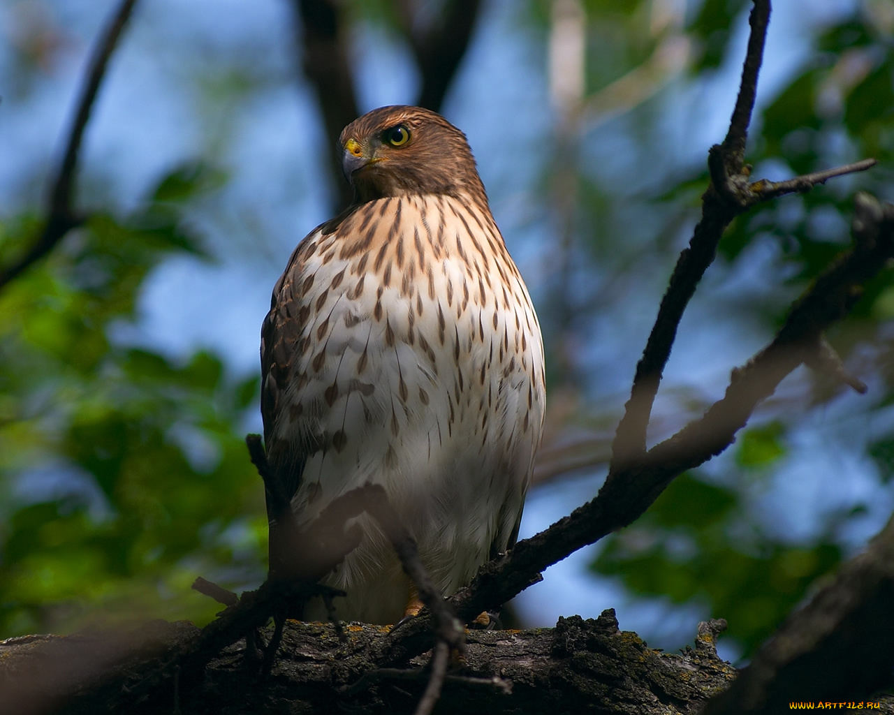 животные, птицы, хищники