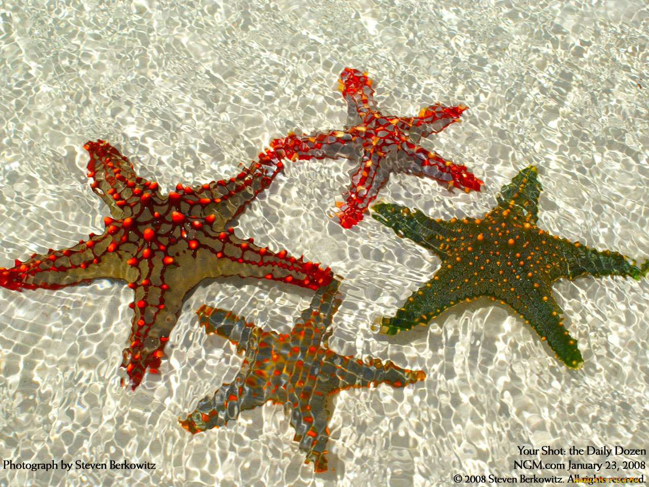 животные, морские, звёзды