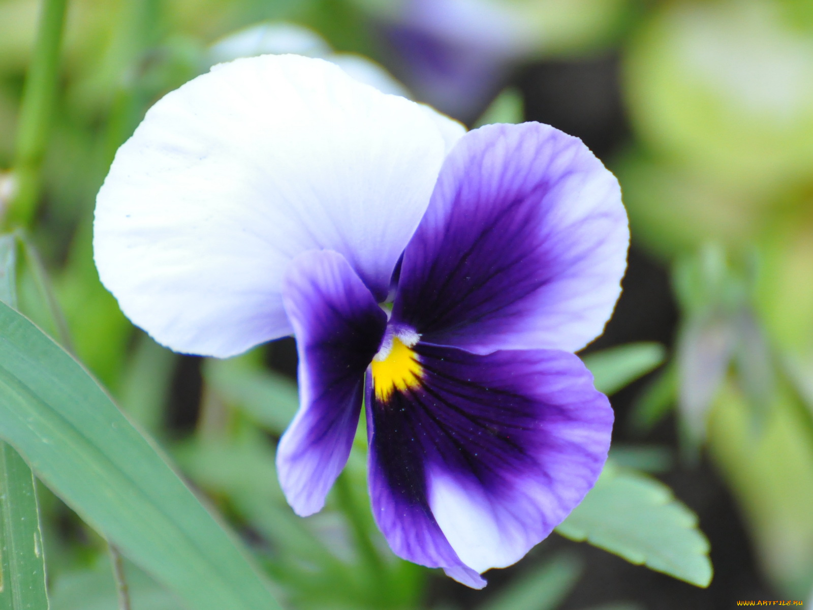 цветы, анютины, глазки, садовые, фиалки