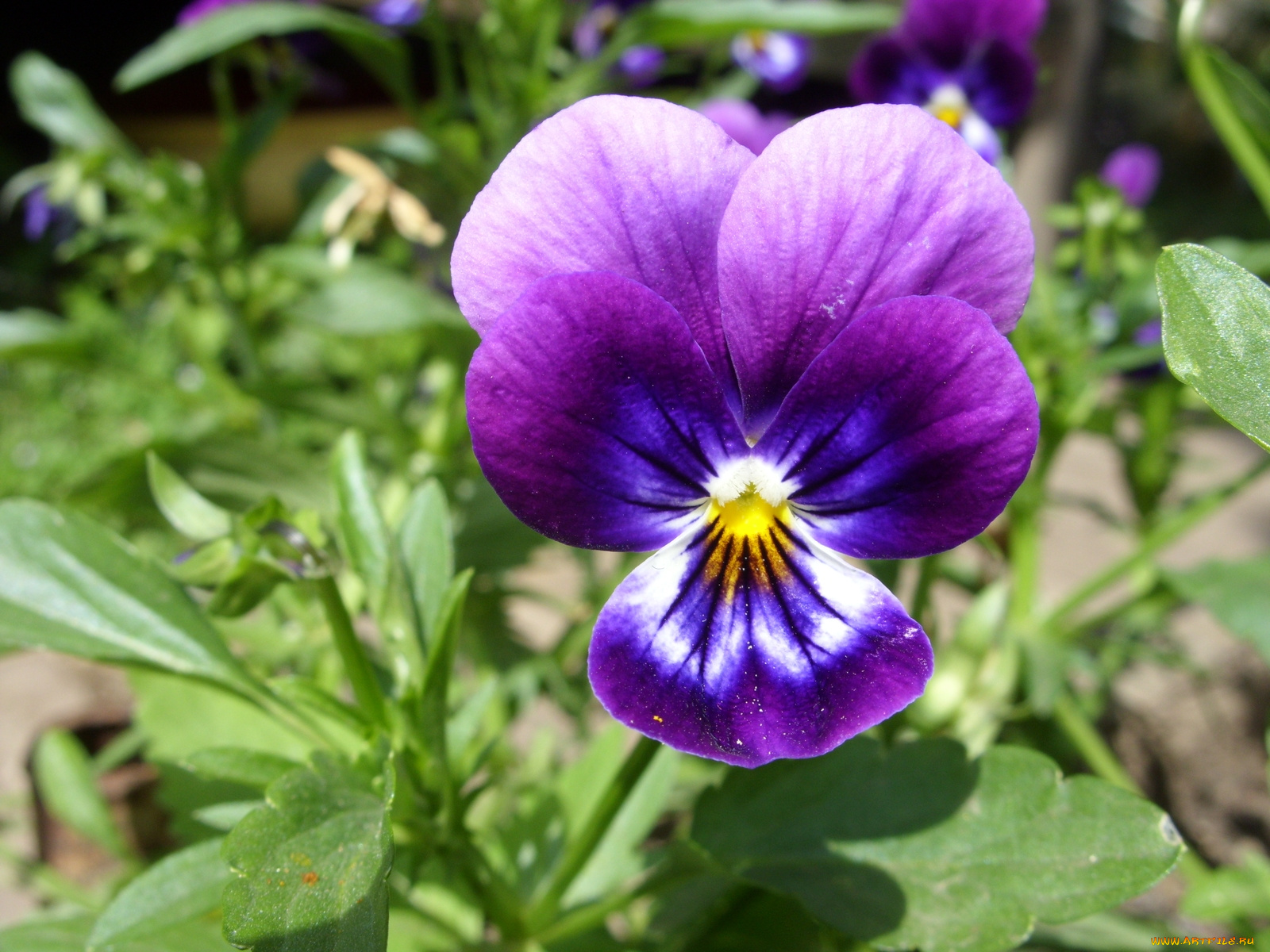 цветы, анютины, глазки, садовые, фиалки