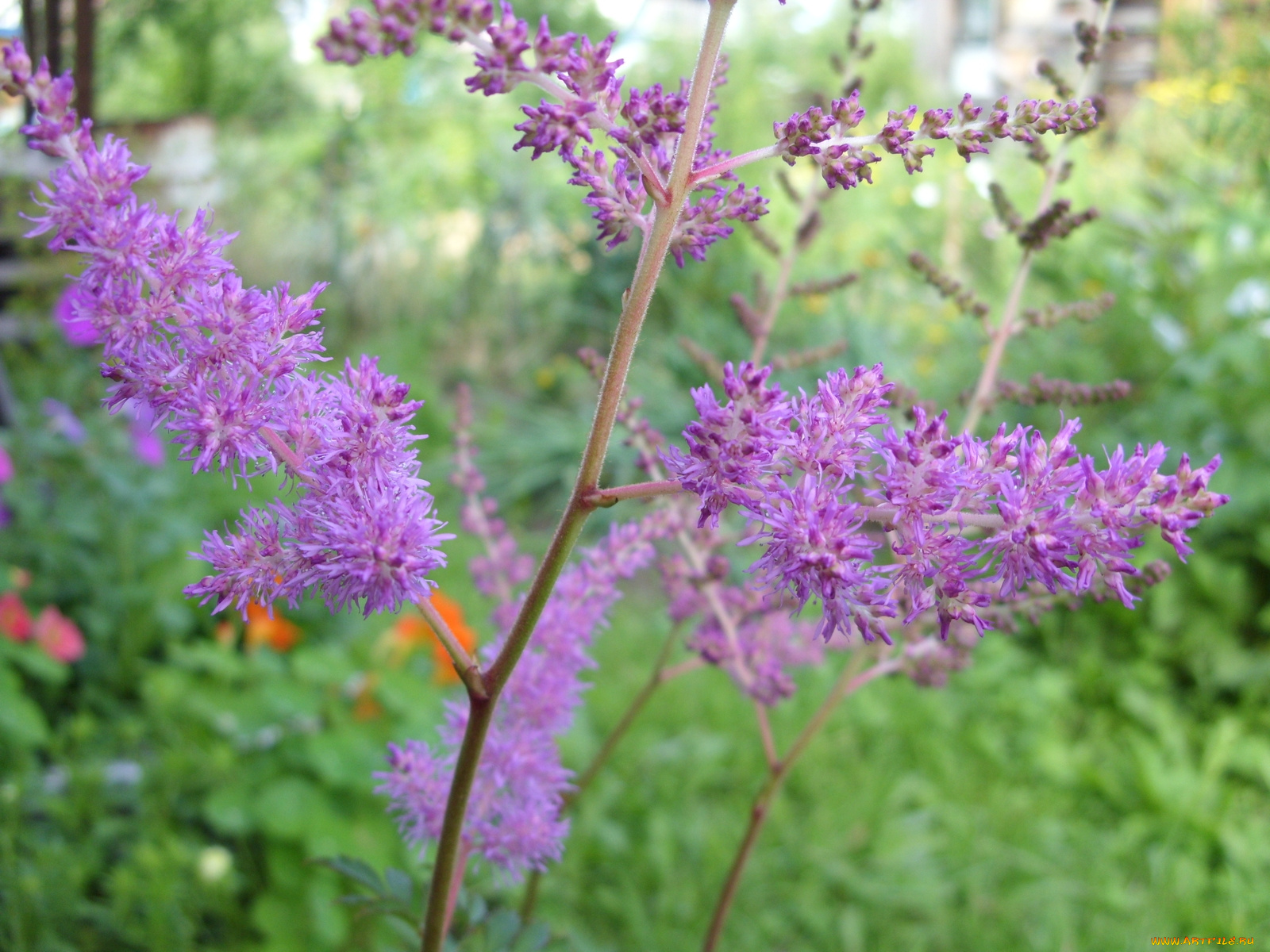 цветы, астильбы