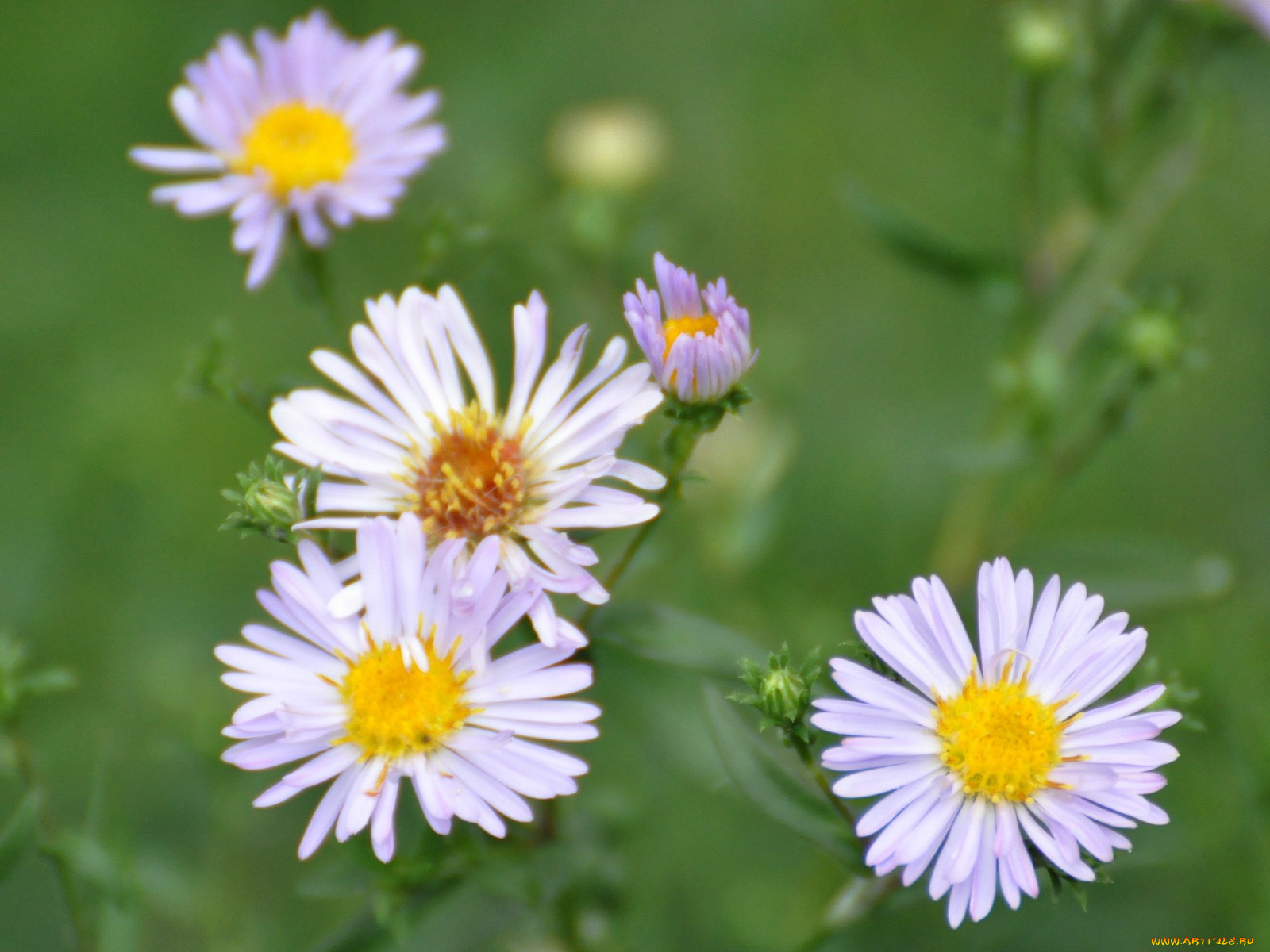цветы, астры