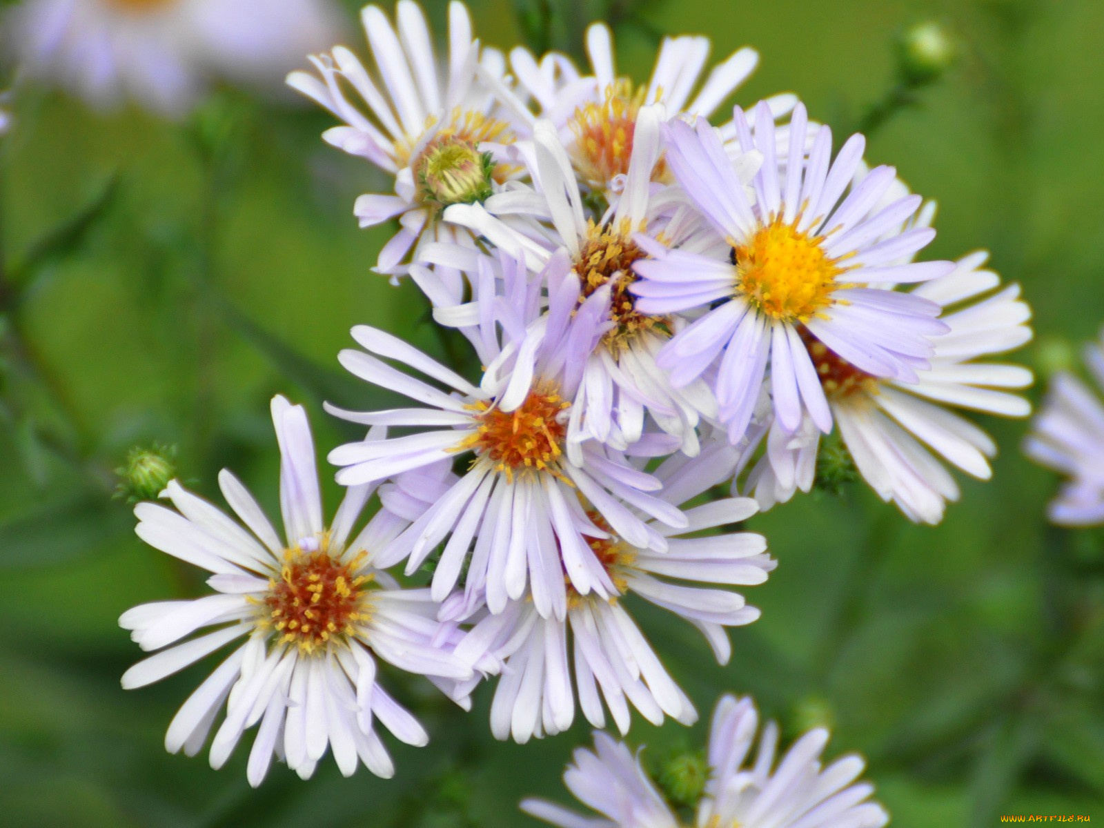 цветы, астры