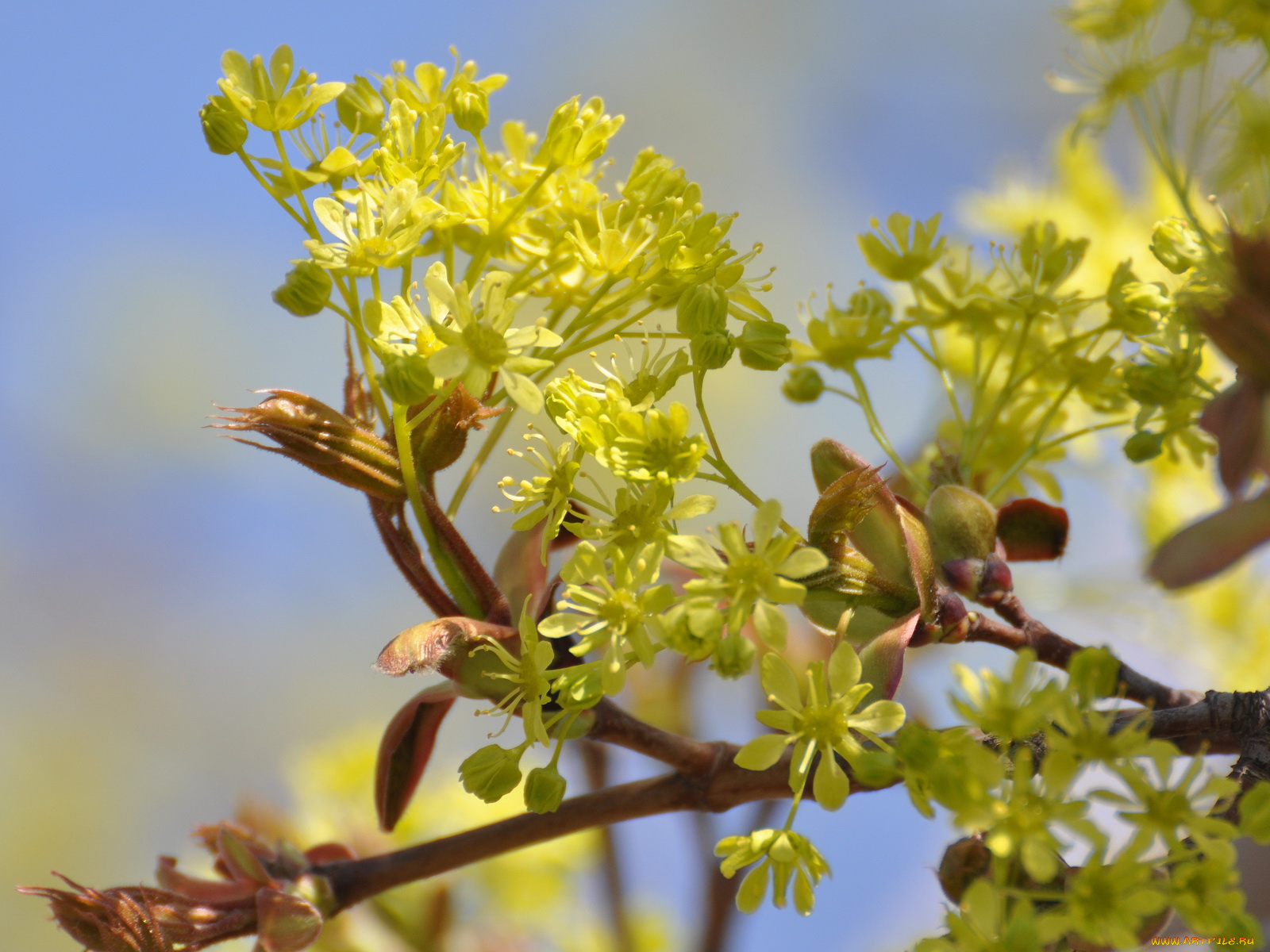 цветы, цветущие, деревья, кустарники