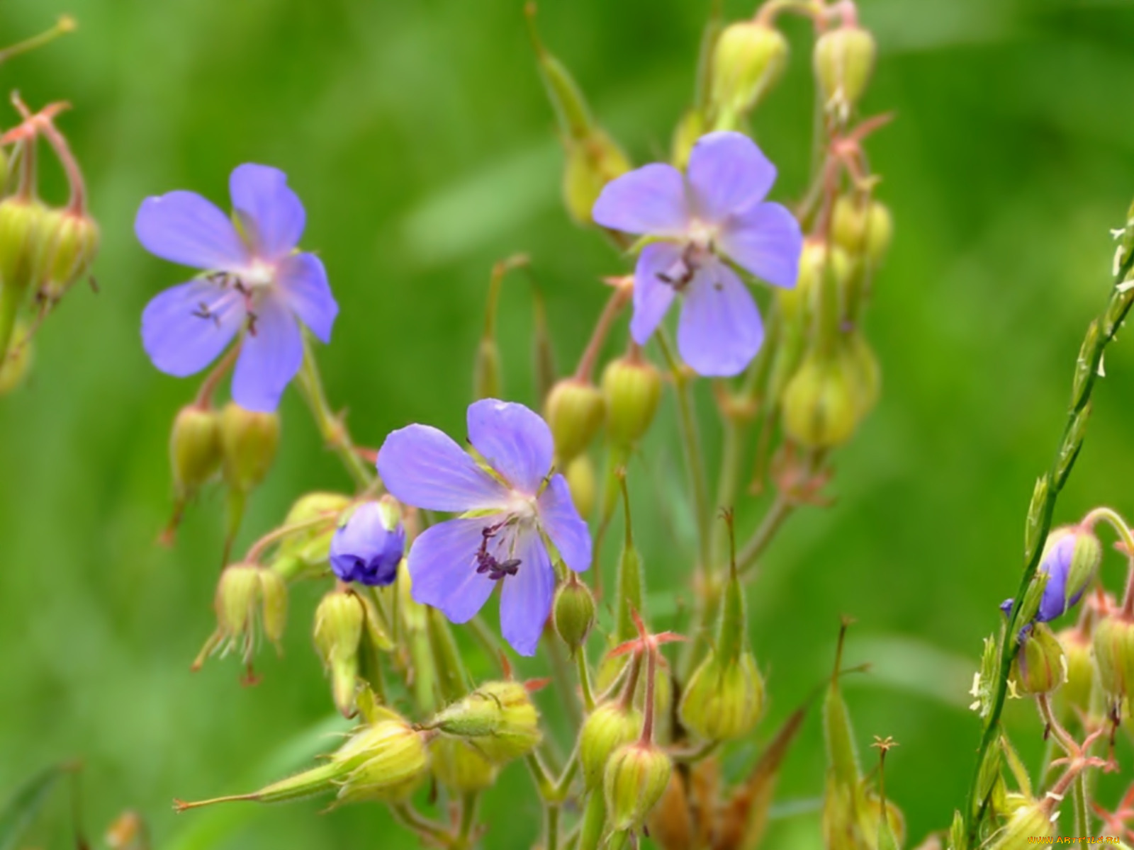 цветы, герань