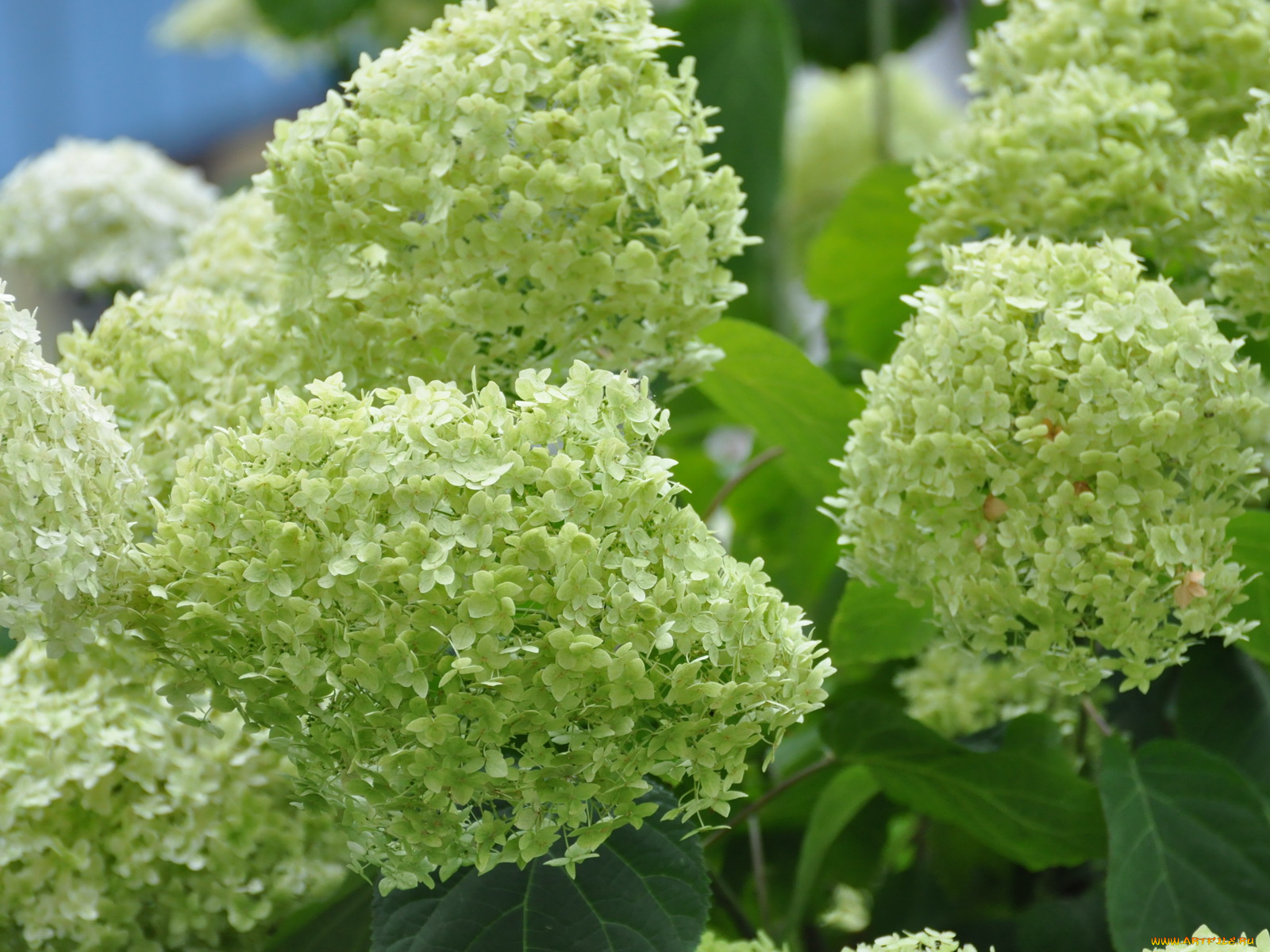 цветы, гортензия