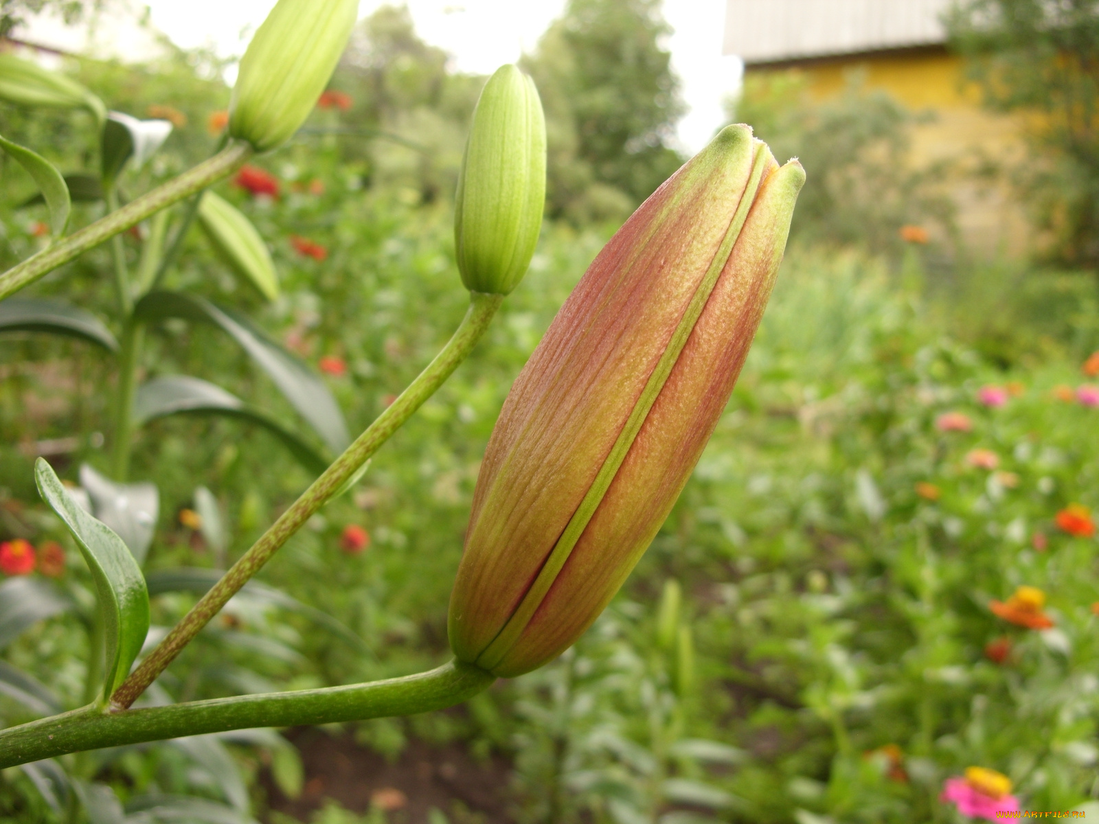 цветы, лилии, лилейники