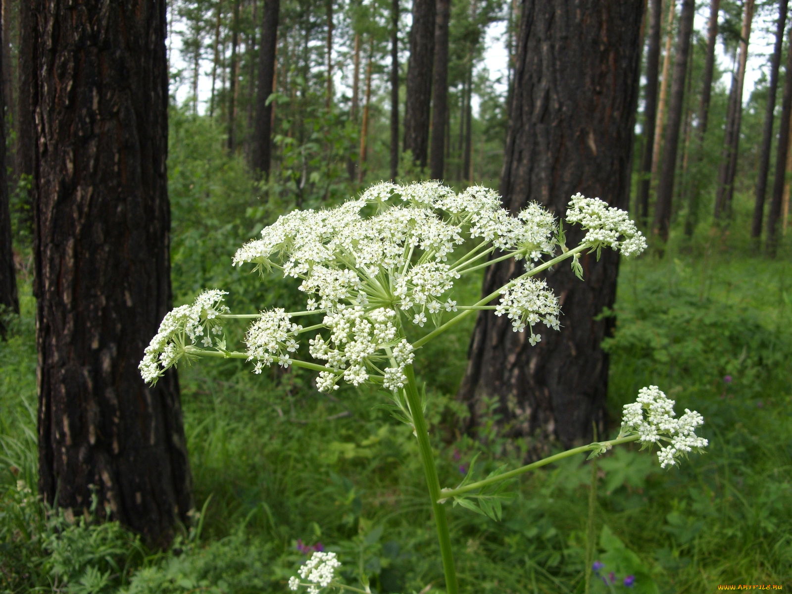 цветы, луговые, полевые
