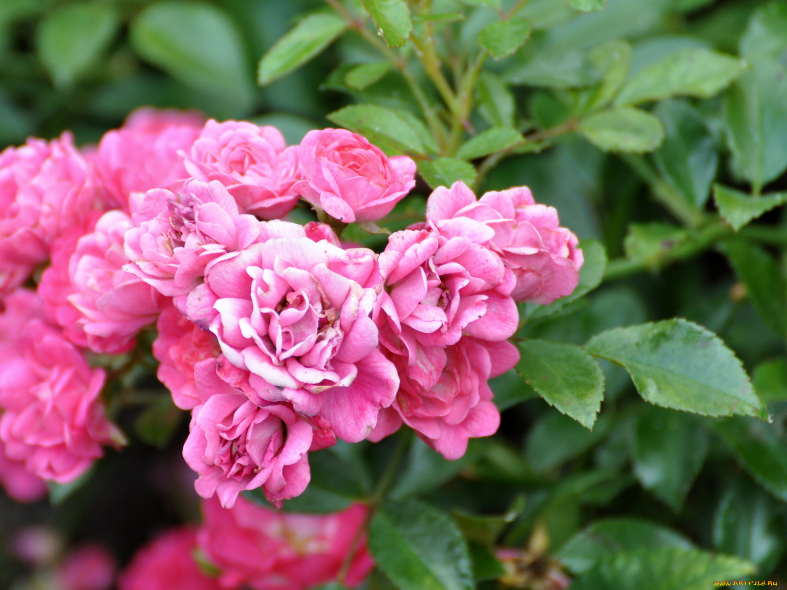 цветы, розы