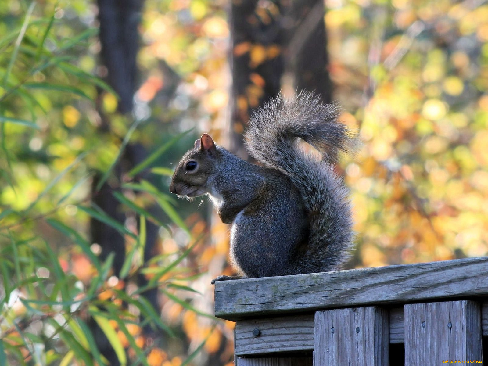животные, белки