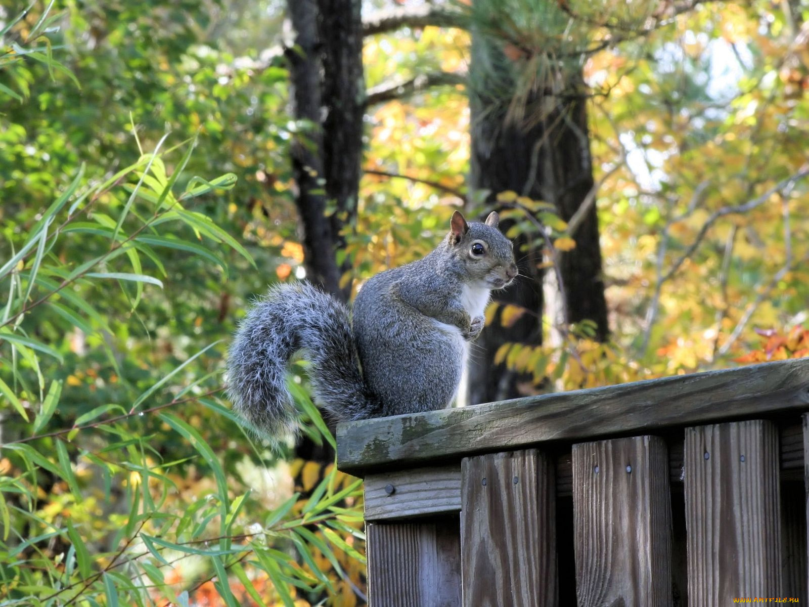 животные, белки