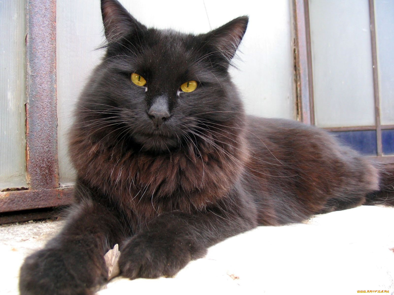 животные, коты