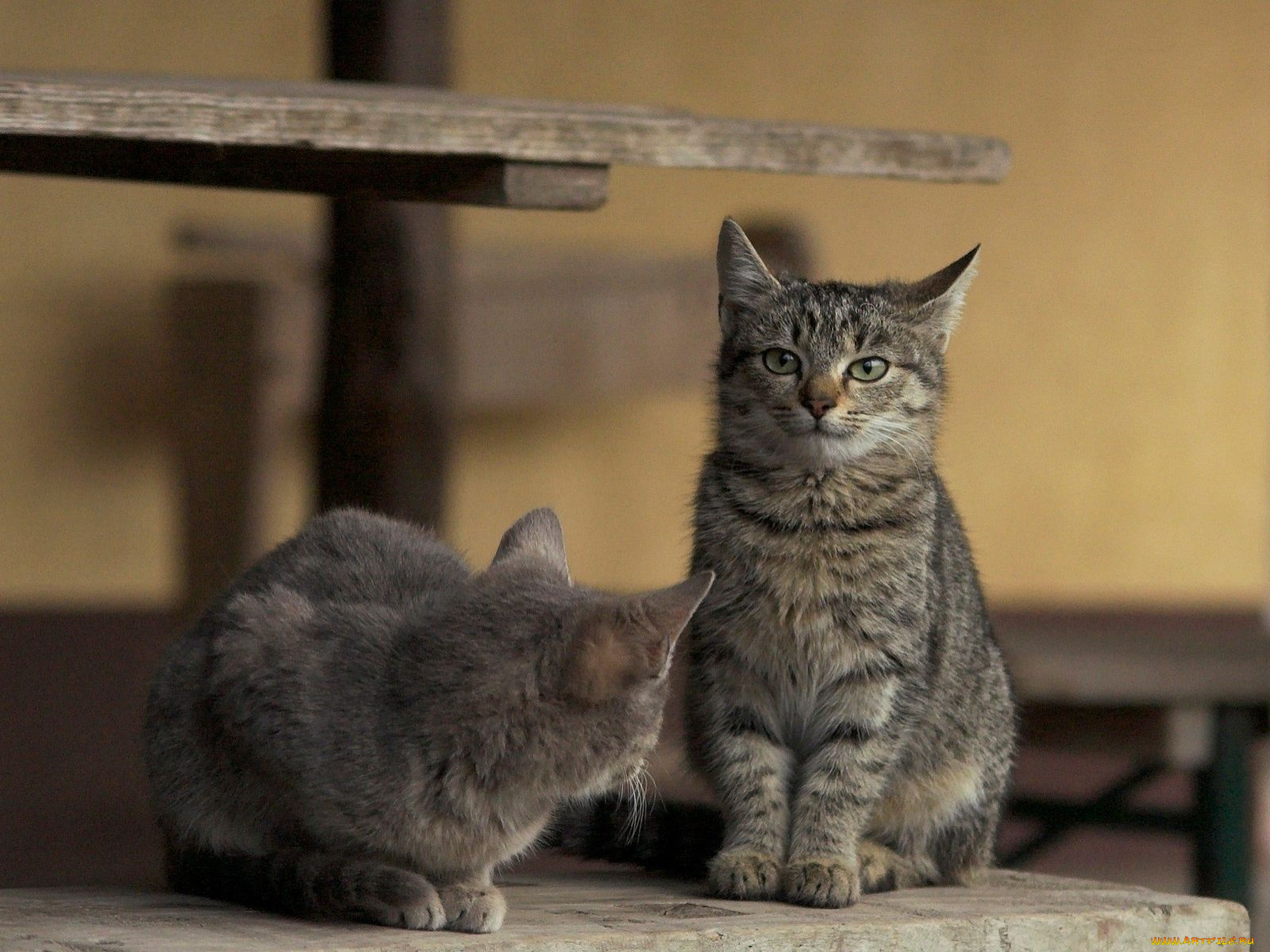 животные, коты