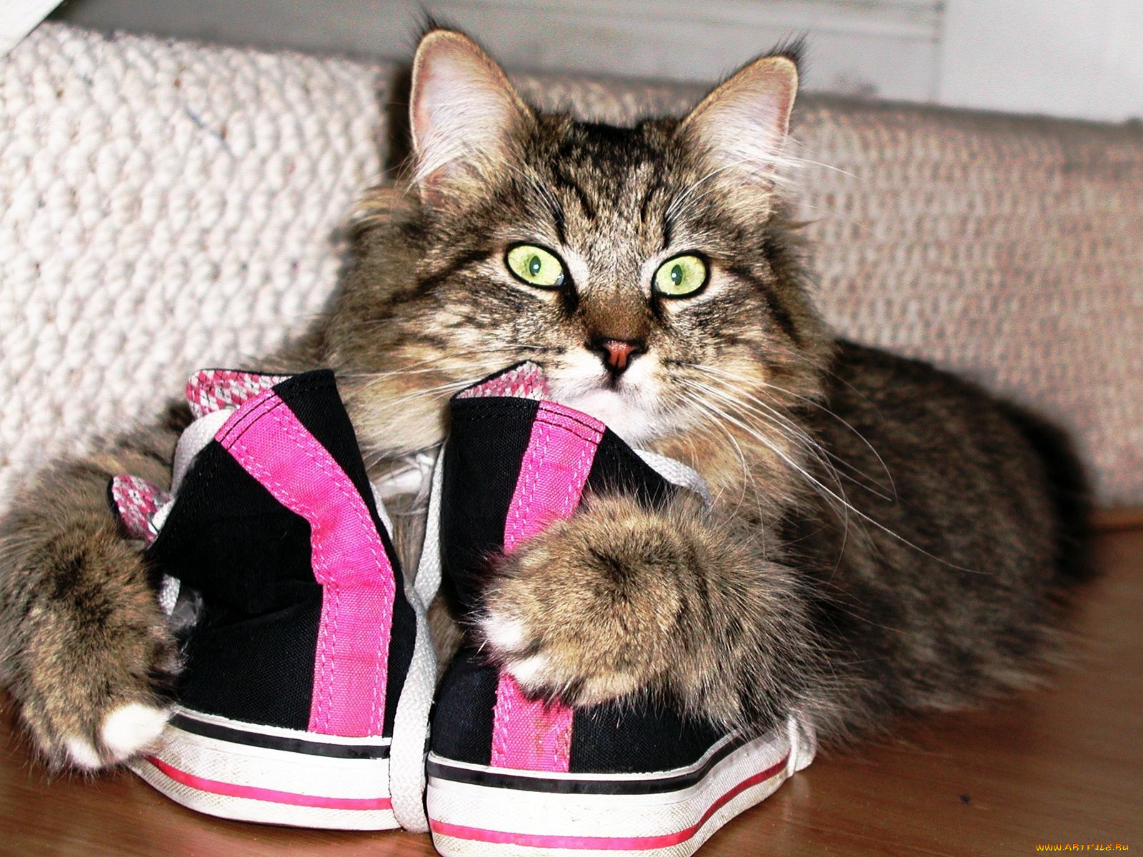 животные, коты