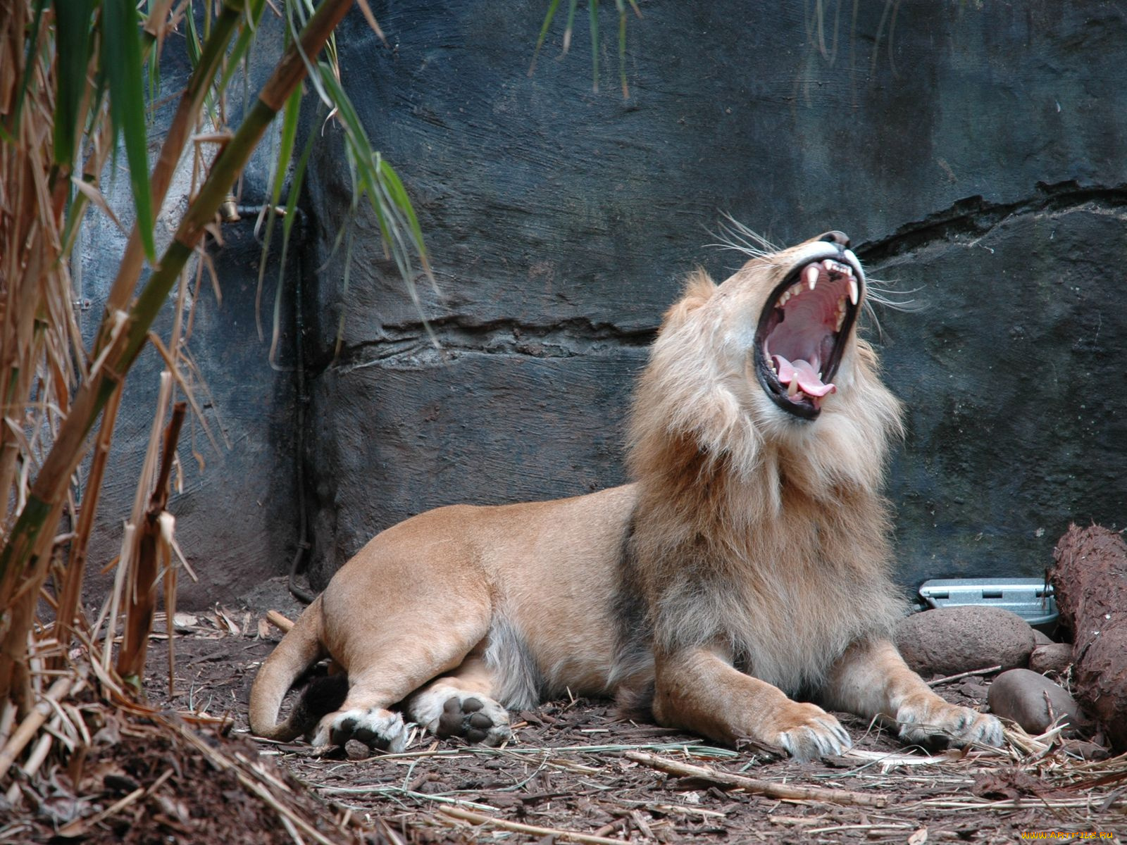 животные, львы