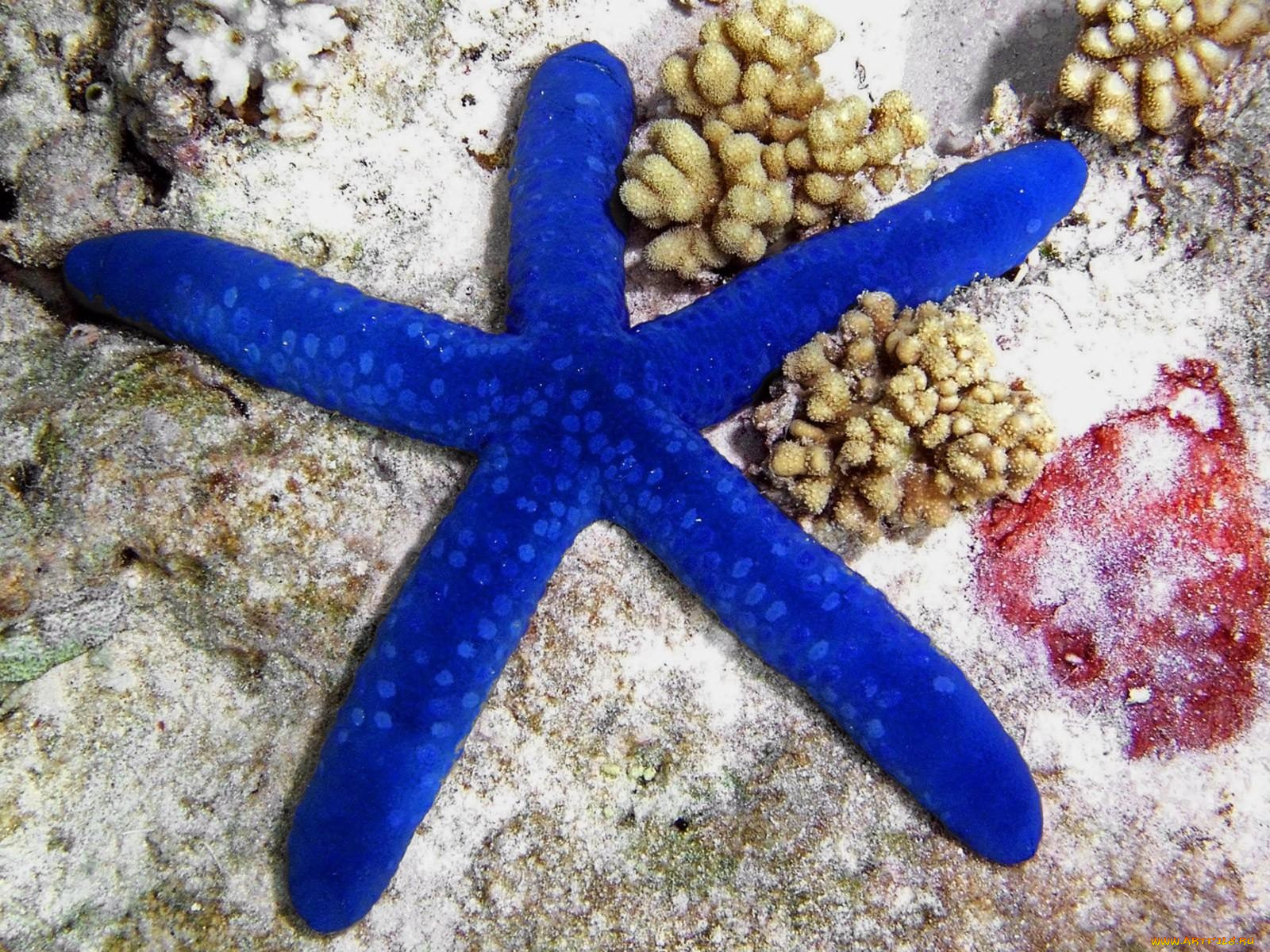 животные, морские, звёзды