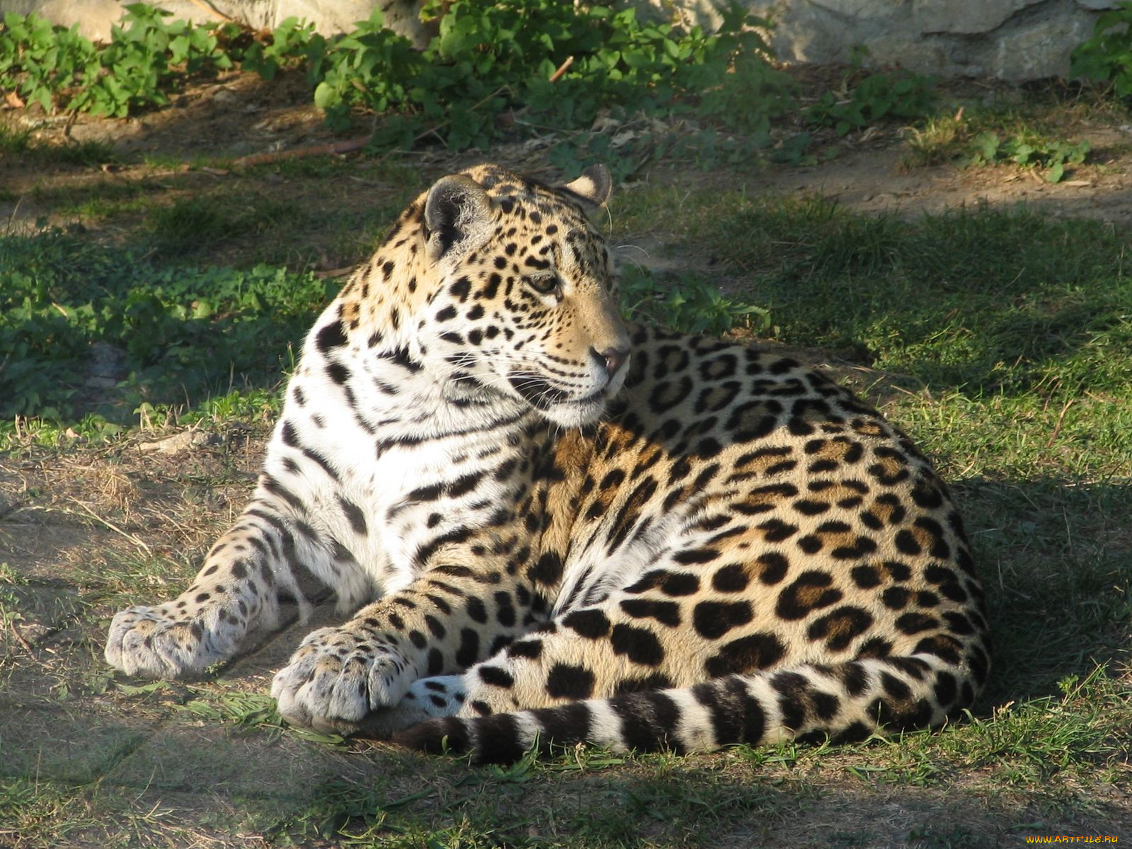 животные, Ягуары