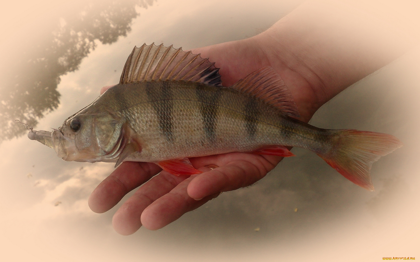 perch1, животные, рыбы