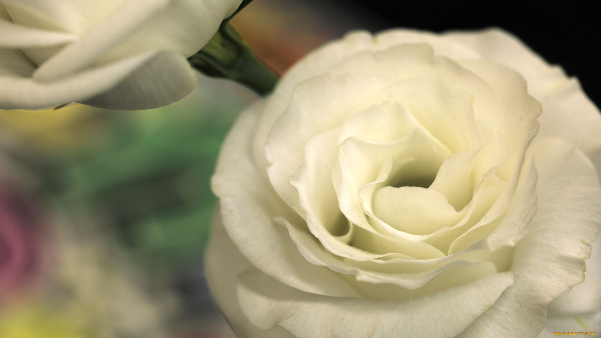 цветы, розы