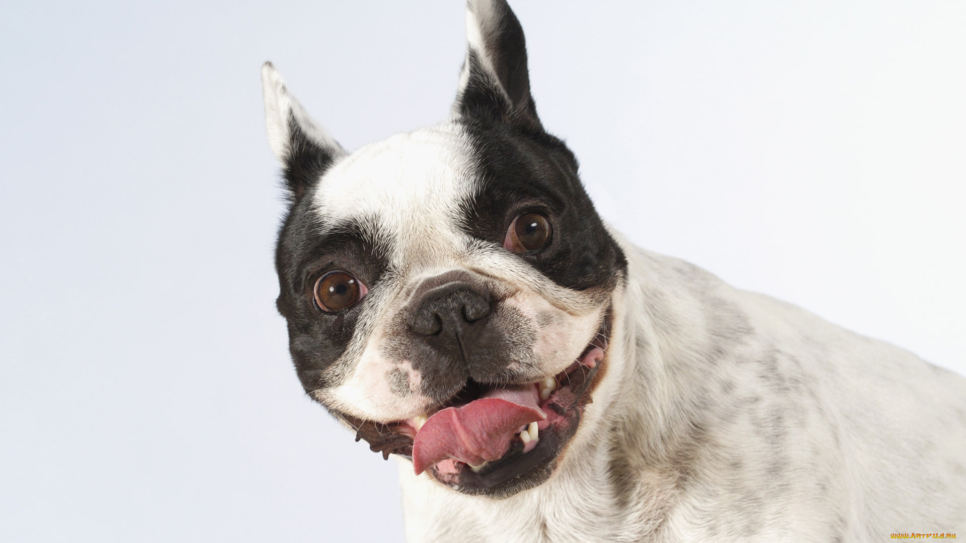 животные, собаки