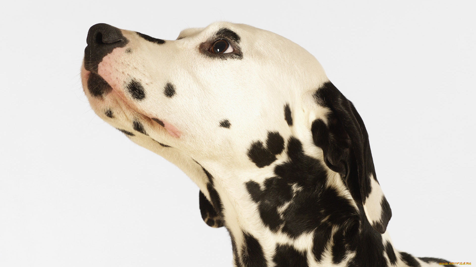 животные, собаки