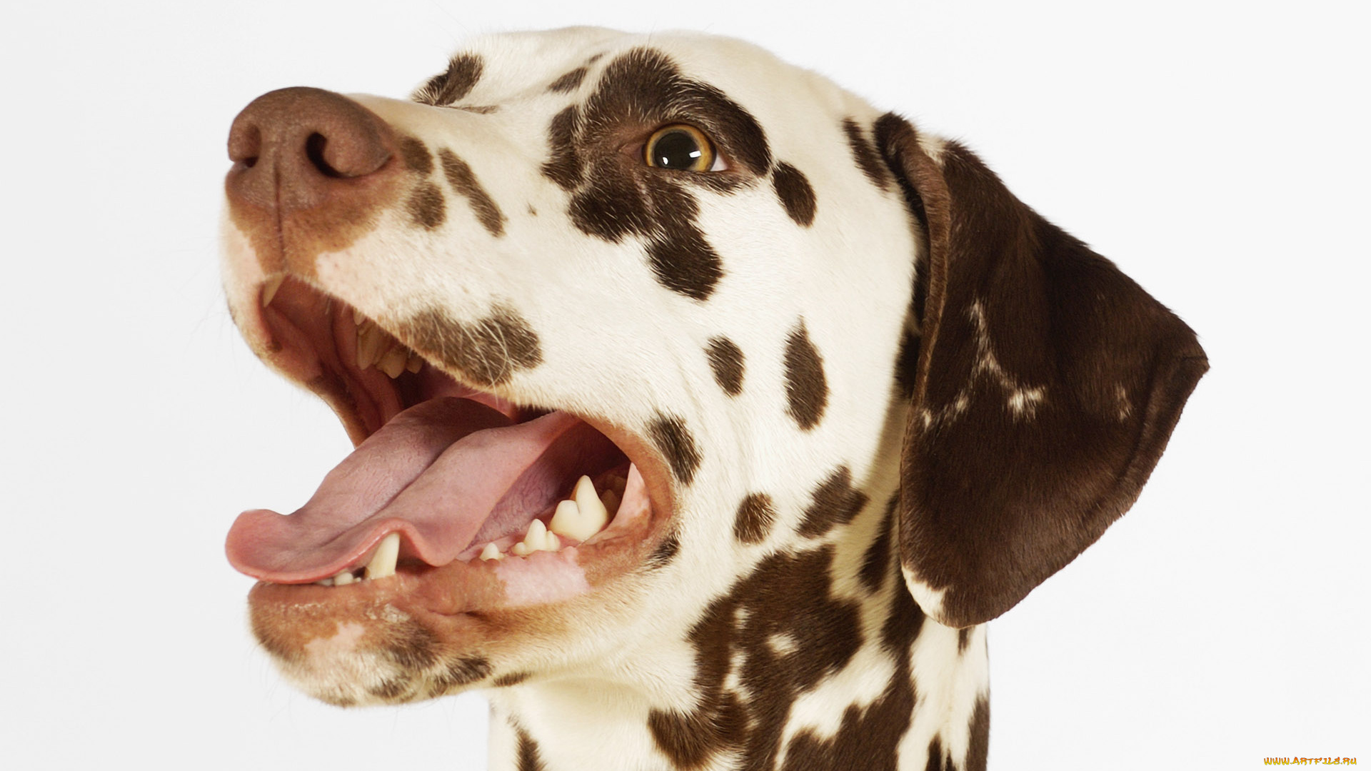 животные, собаки