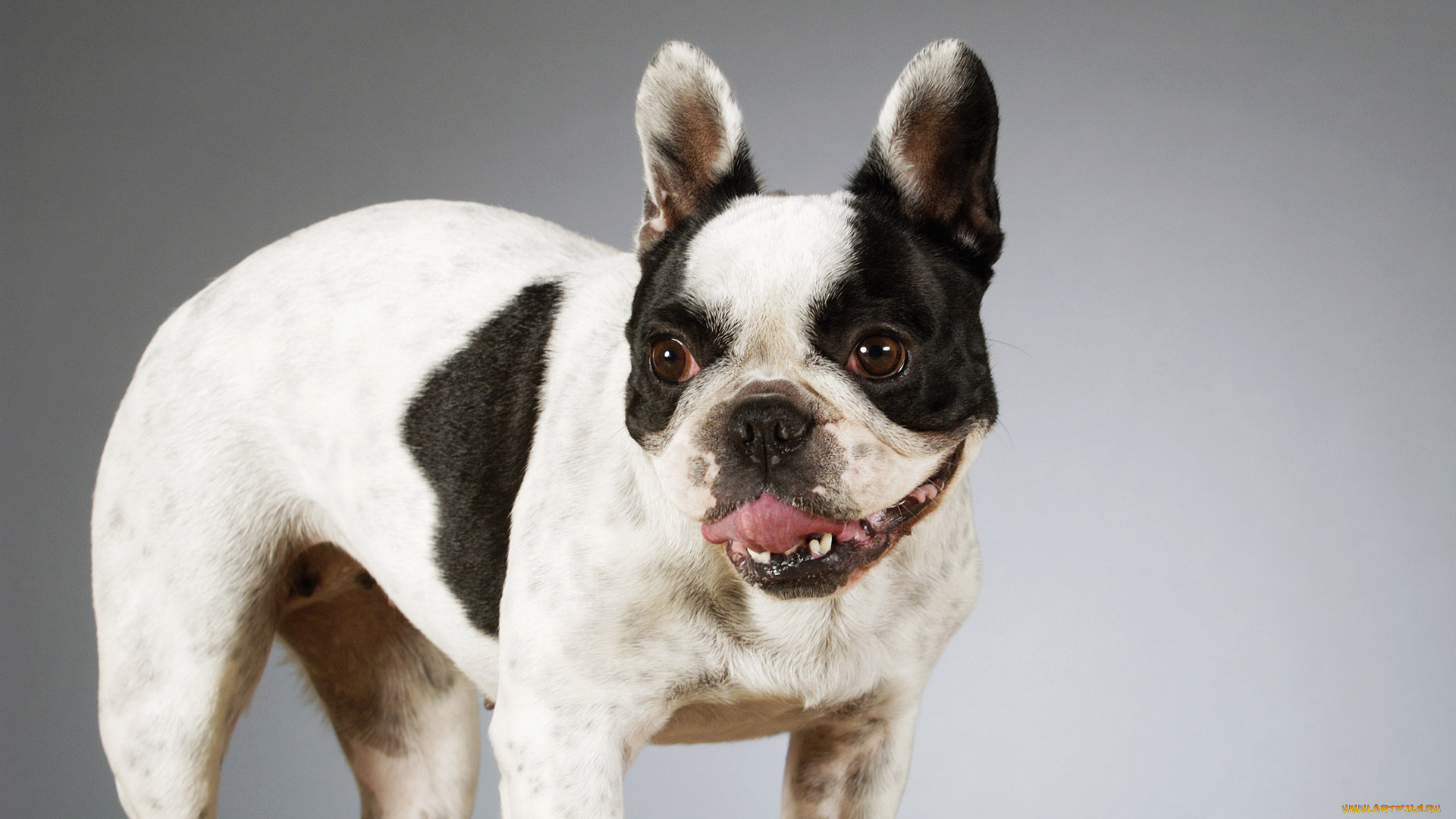 животные, собаки