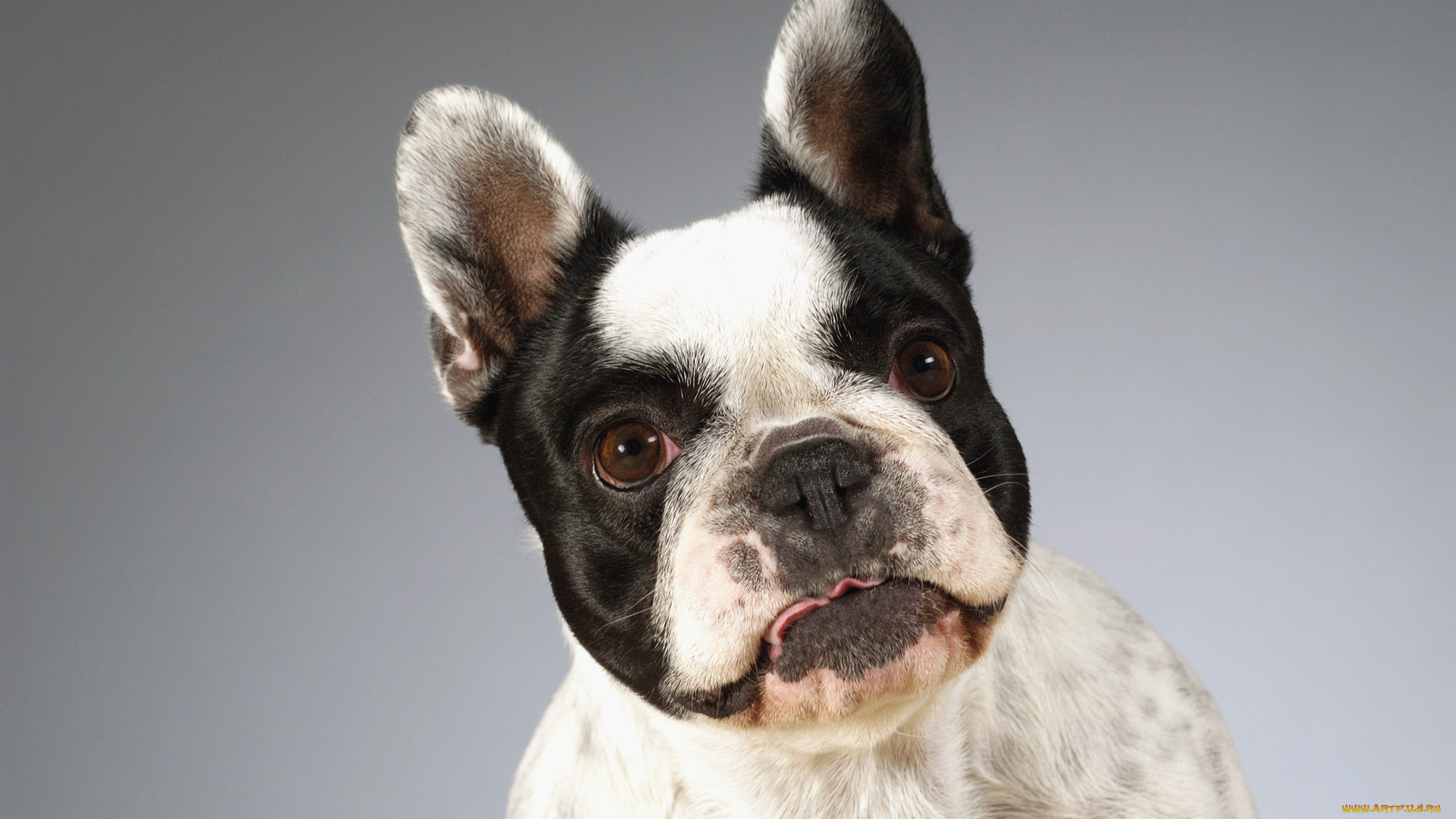 животные, собаки