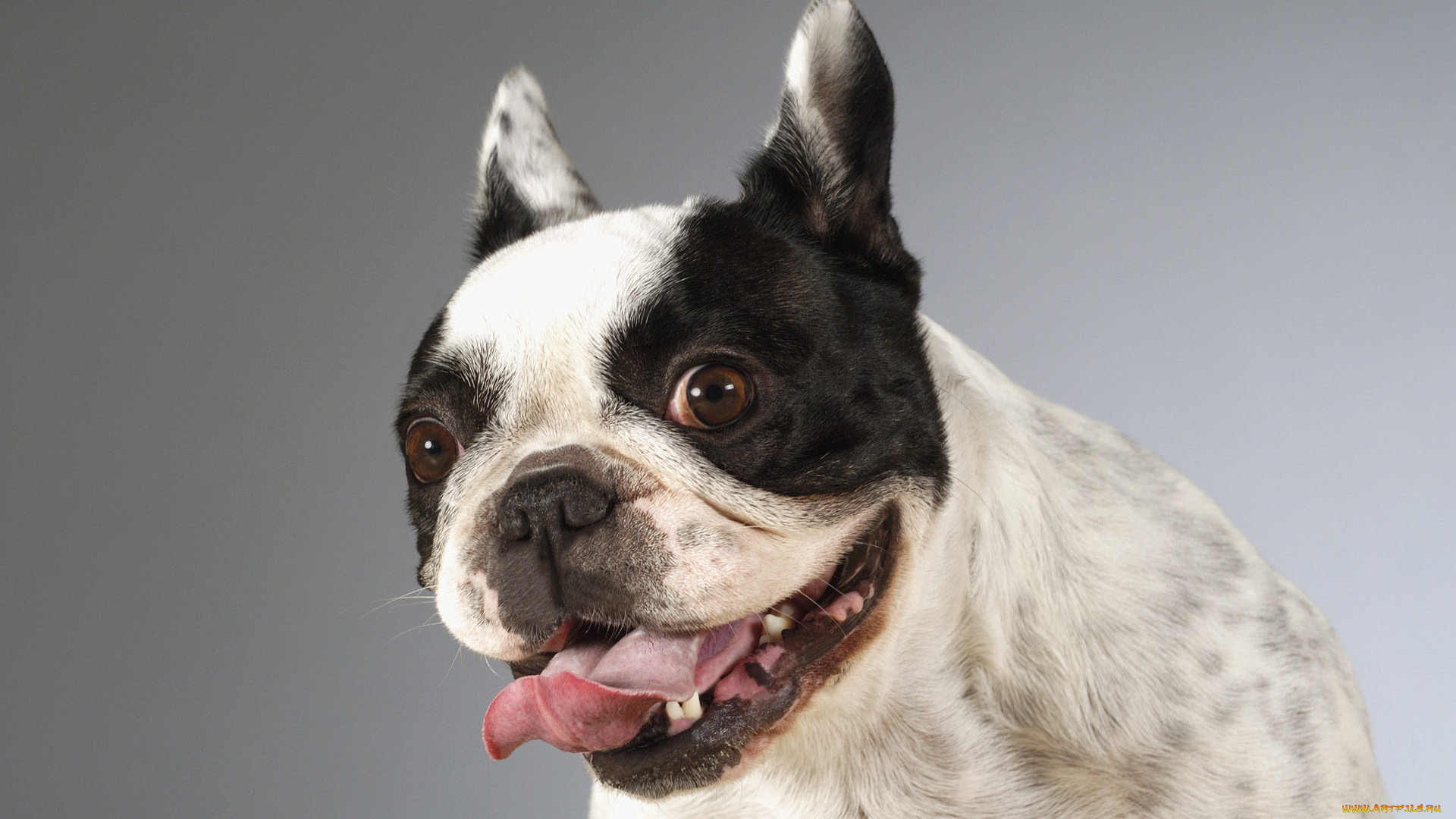 животные, собаки